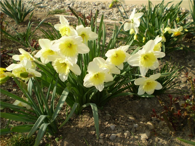 narcisi